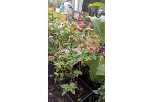 Mirabilis Jabala (Nachtschone) 6,50 per plant